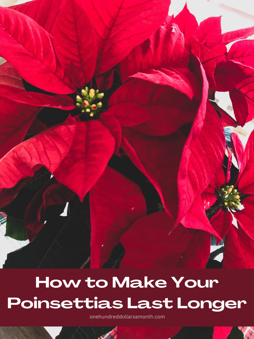 How to Make Poinsettias Last Longer