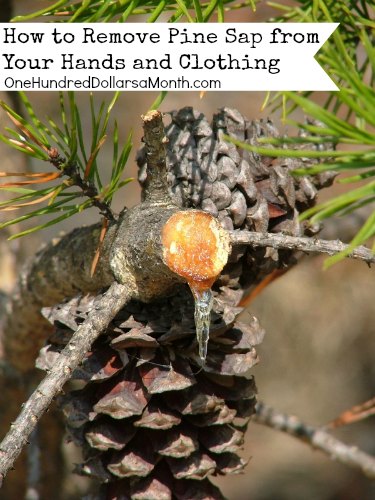 How to Remove Pine Sap from Your Hands and Clothing