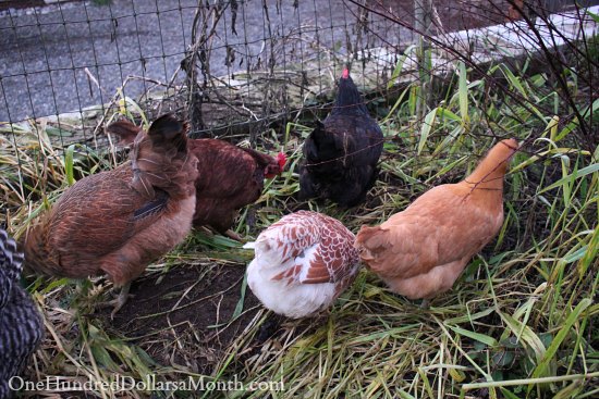 Backyard Chickens – Thinning the Flock