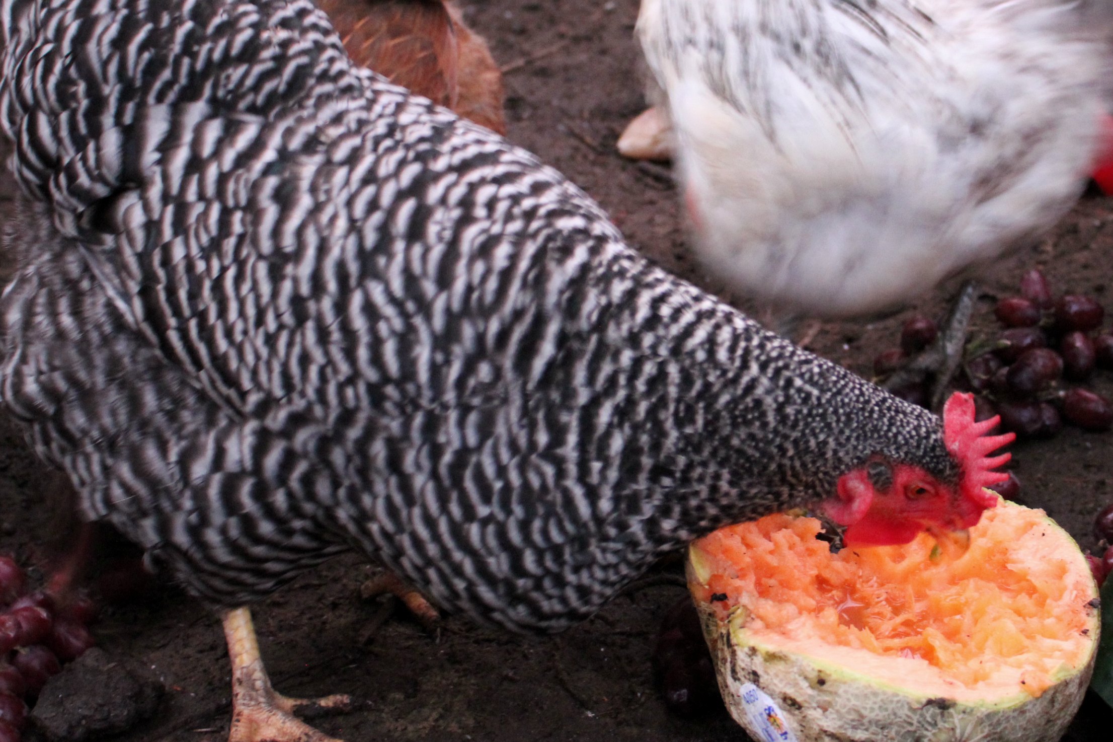 Food Waste In America – Chickens Love Cantaloupes