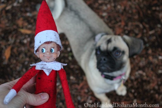 Elf on the Shelf Attacked By Puggle Dog