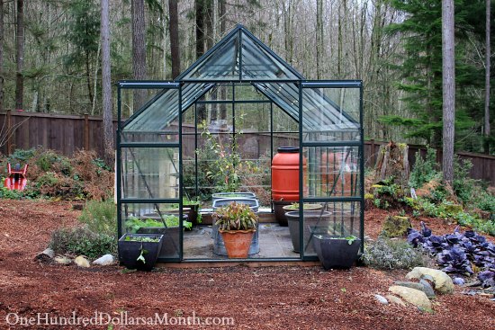 Mavis Butterfield | Backyard Garden Plot Pictures – Week 50 of 52