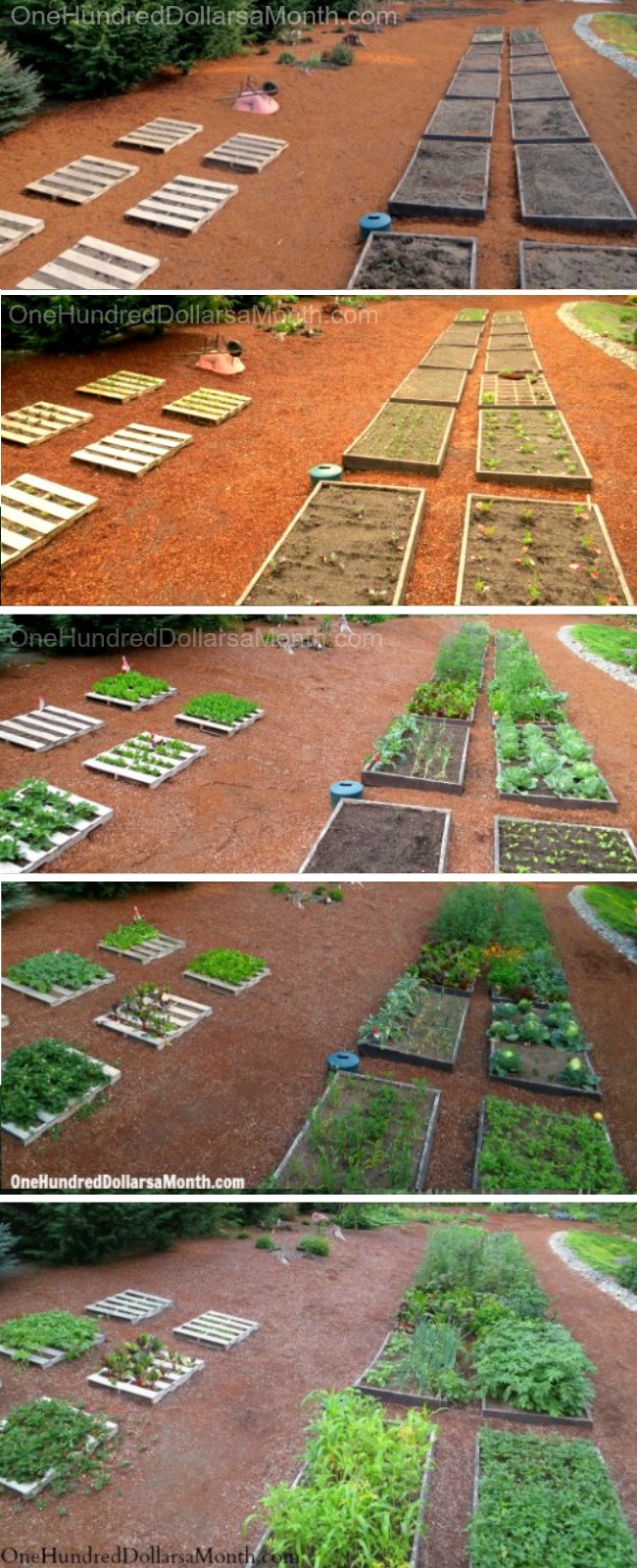 Gardening in the Pacific Northwest: 2013 Backyard Garden Plot Picture Recap