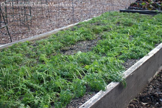 Mavis Butterfield | Backyard Garden Plot Pictures – Week 49 of 52