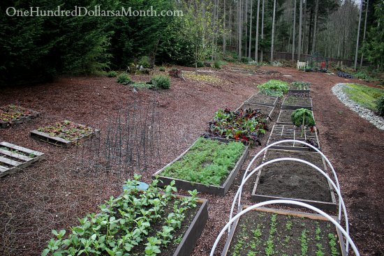 Mavis Butterfield | Backyard Garden Plot Pictures – Week 48 of 52
