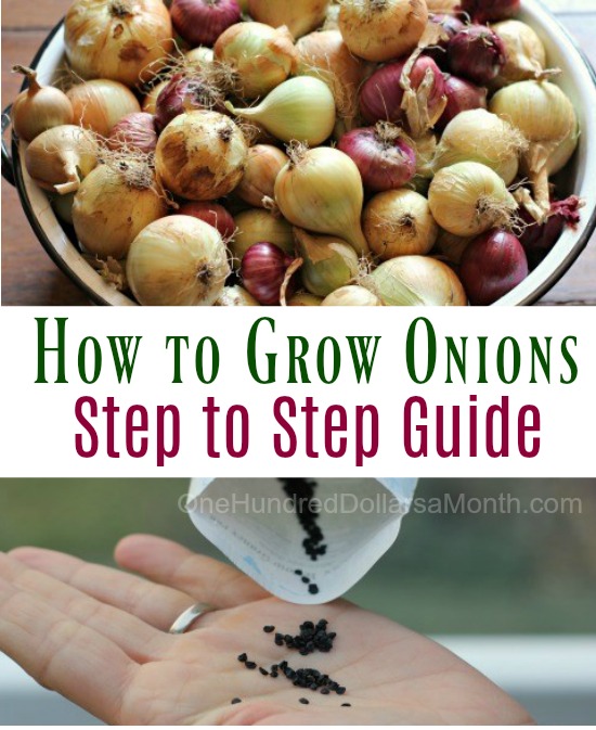 How to Grow Onions – Start to Finish