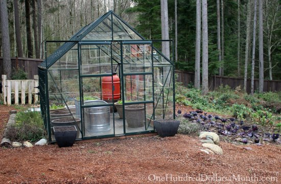 Mavis Garden Blog – Clearing Garden Beds and New Seeds