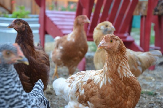 Chicken Coop Pictures from Sandpoint, Idaho