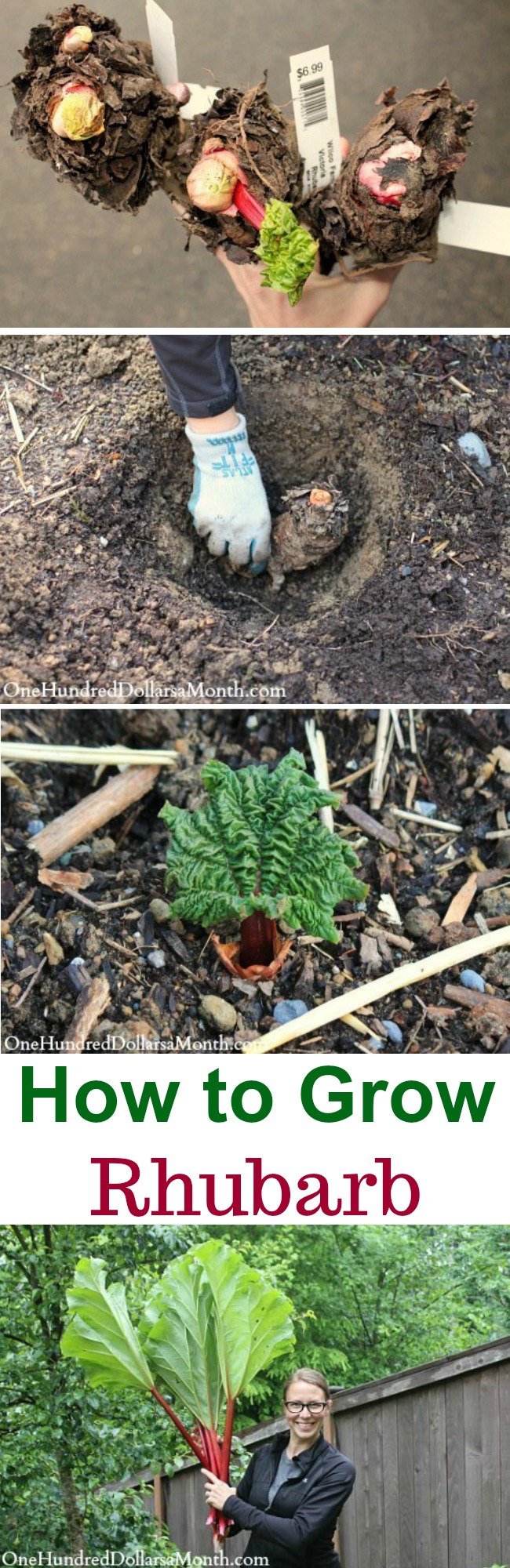 How to Grow Rhubarb {Start to Finish}