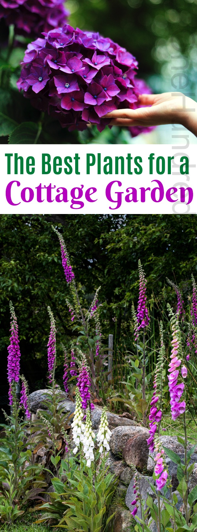 The Best Plants for a Cottage Garden