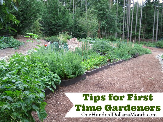 Tips for First Time Gardeners