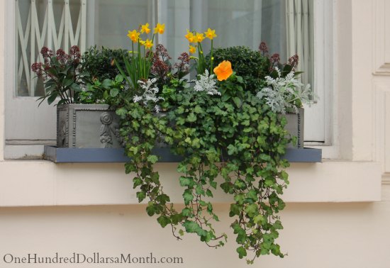 Window Box Ideas for Late Winter and Early Spring