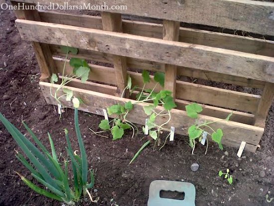 Pallet Garden Pumpkin Trellis - One Hundred Dollars a Month