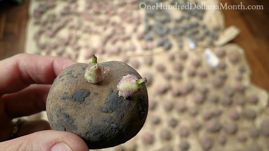 Do I Really Need to Buy Seed Potatoes?