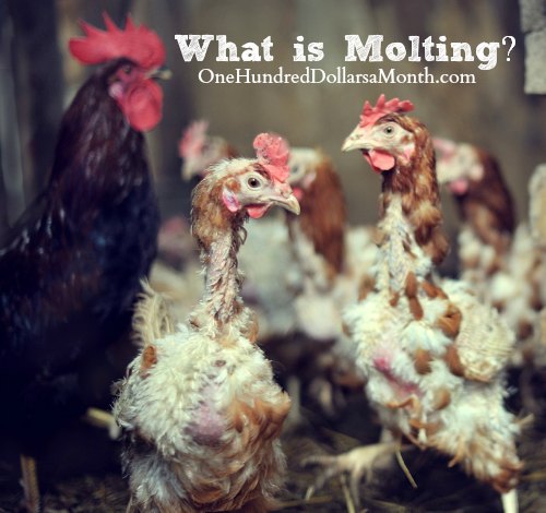 Chickens – What is Molting?