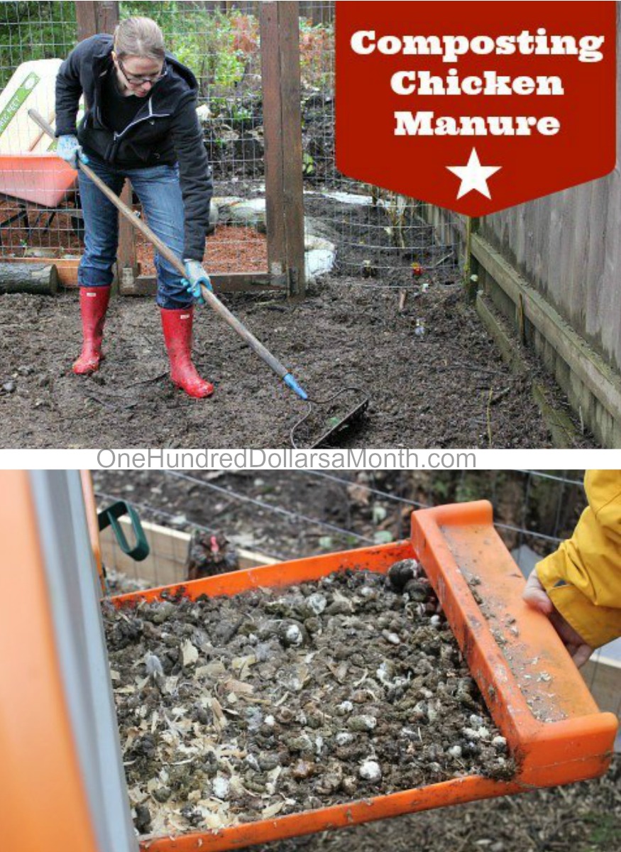 Composting Chicken Manure