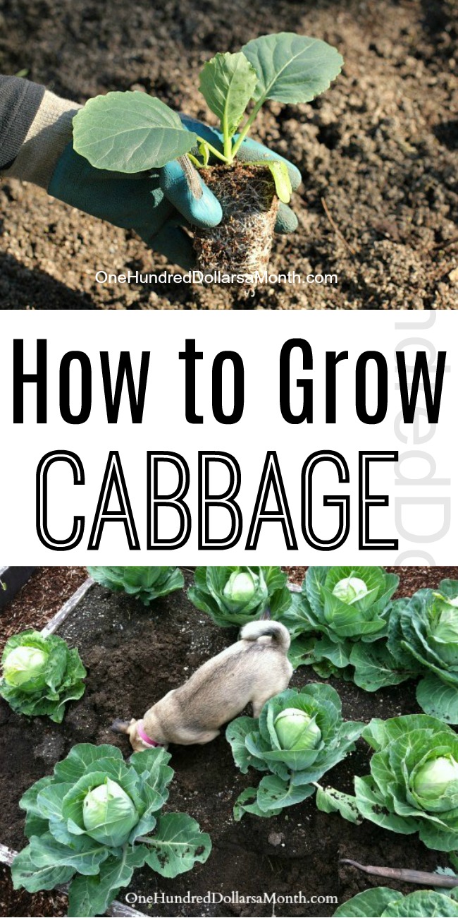 How to Grow Cabbage {Start to Finish} One Hundred Dollars a Month