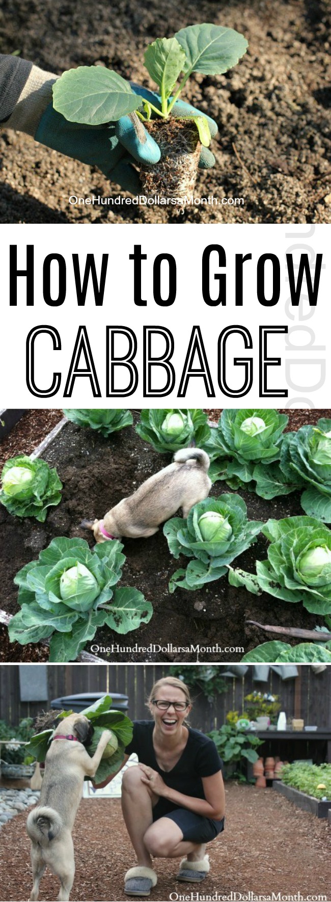 How to Grow Cabbage {Start to Finish}