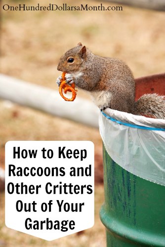 How to Keep Raccoons and Other Critters Out of Your Garbage