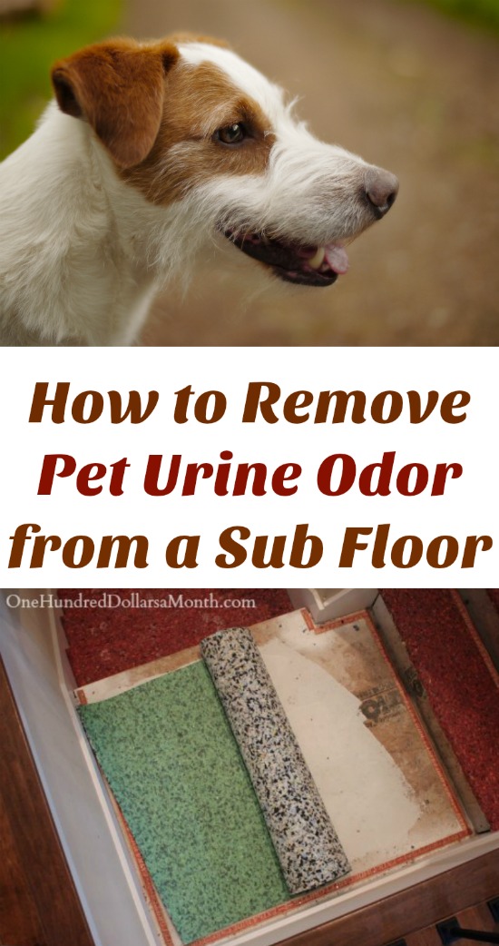 How to Remove Pet Urine Odor from a Sub Floor