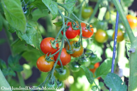 Growing a Rainbow Vegetable Garden with Kids