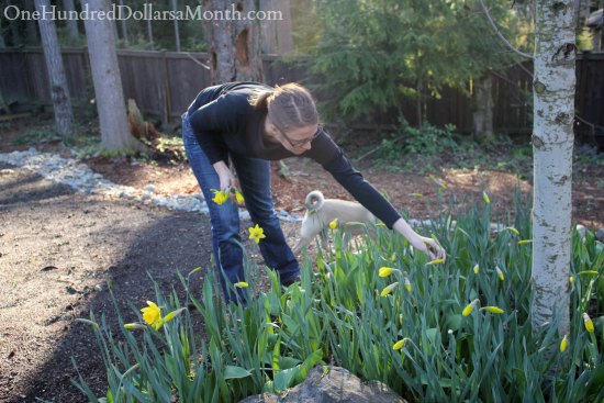 Mavis Garden Blog – Daffodils, Peas, Potatoes, Lawn Moving and Planting Containers. Yee-Haw!