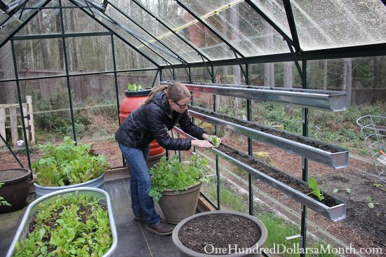 Growing Lettuce in Gutters