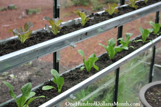 Mavis Garden Blog – Growing Lettuce in Gutters