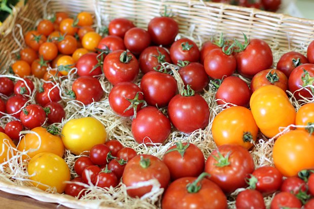 Picking the Right Tomato Seeds for Your Garden