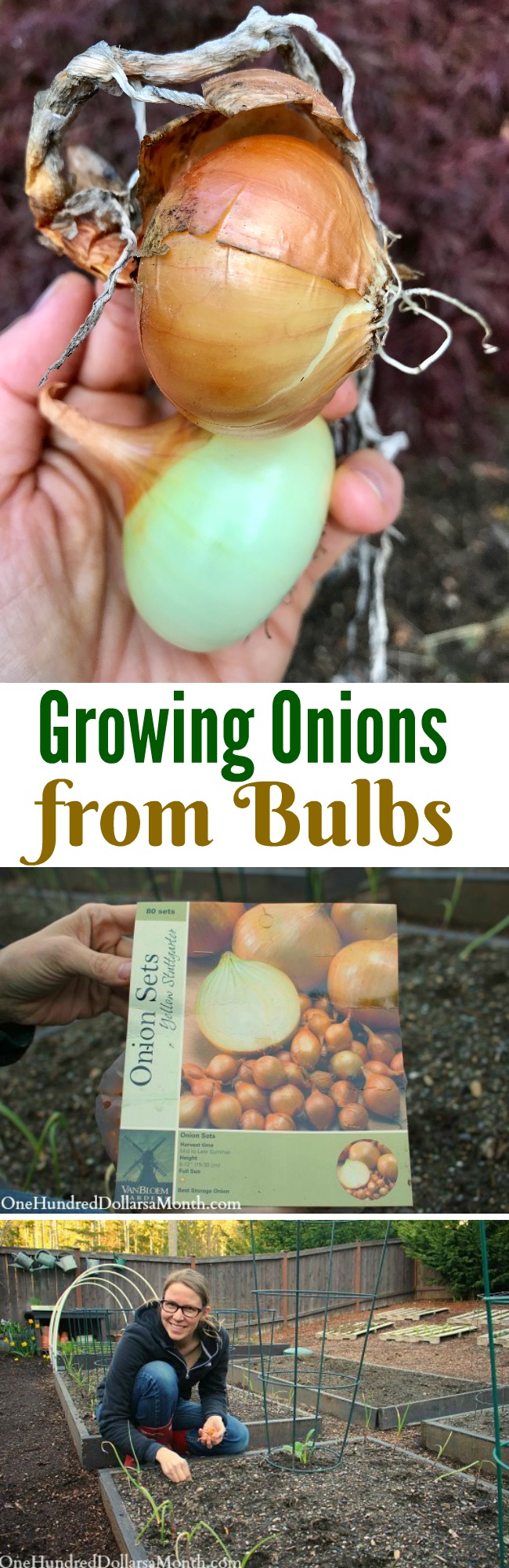 Mavis Garden Blog – How Do You Grow Onions?