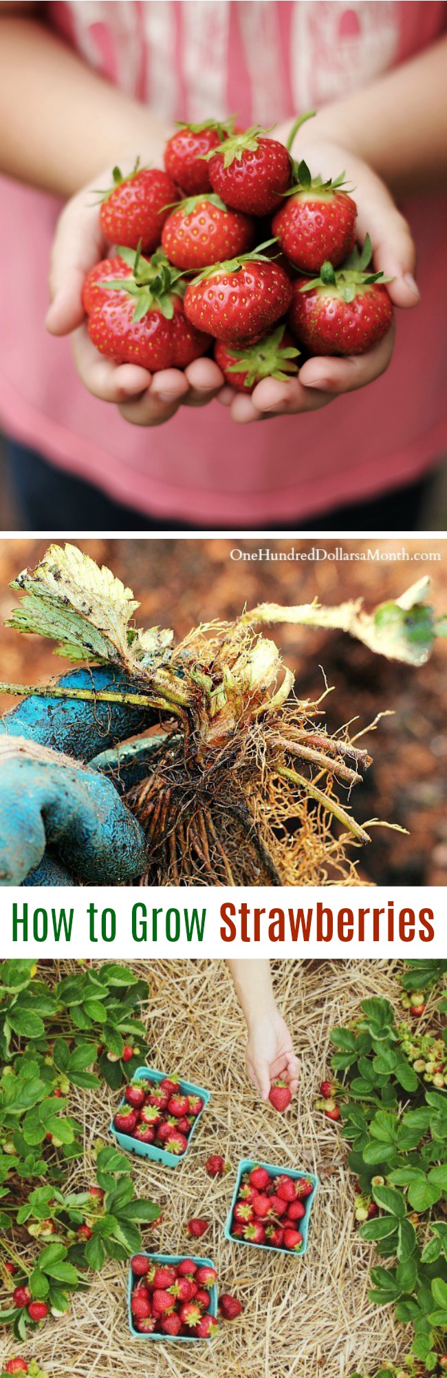 How to Grow Strawberries {Start to Finish}
