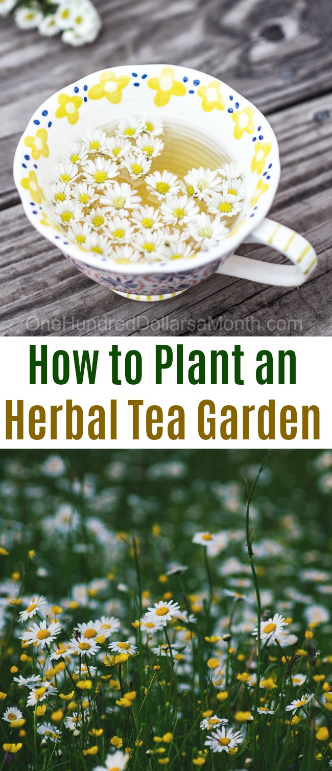 How to Plant an Herbal Tea Garden