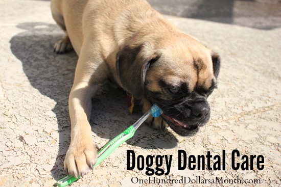 Doggy Dental Care