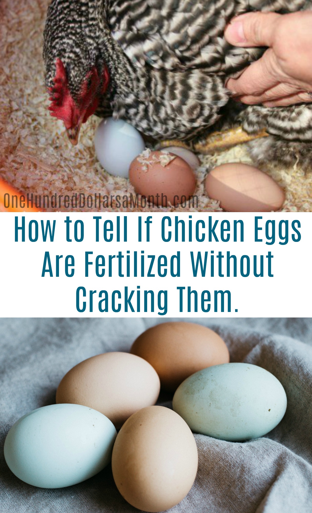 How Can I Tell If My Chicken Eggs Are Fertilized Without Cracking Them?