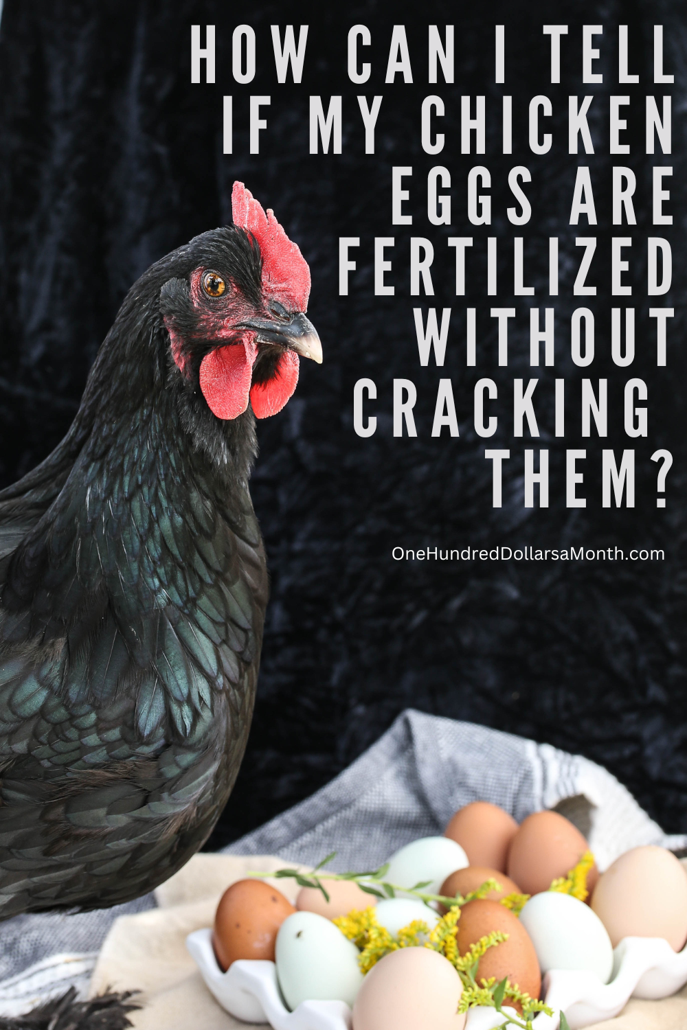 How Can I Tell If My Chicken Eggs Are Fertilized Without Cracking Them?