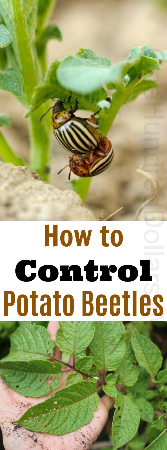 How to Control Potato Beetles {Bugs}