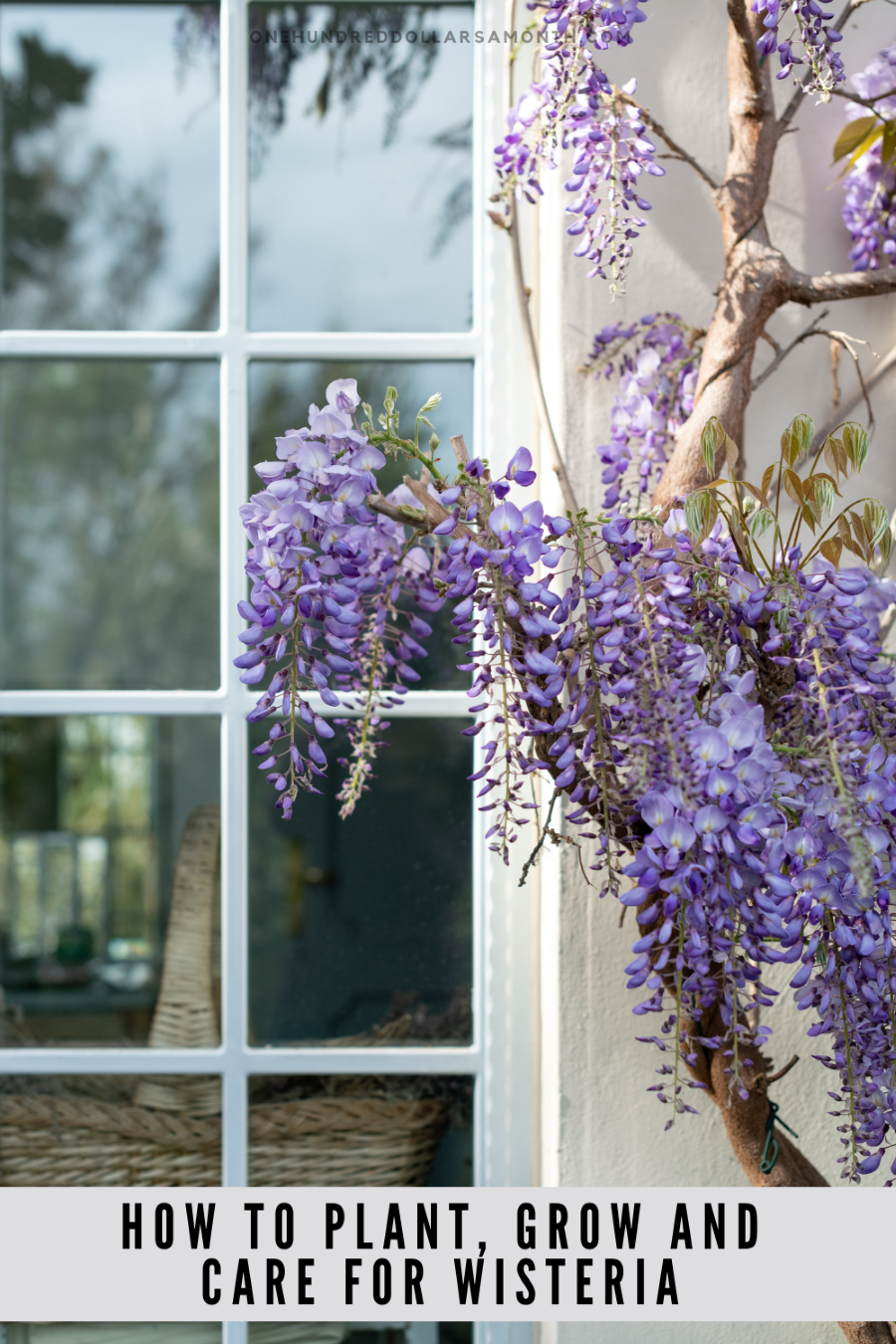 How to Plant, Grow and Care for Wisteria