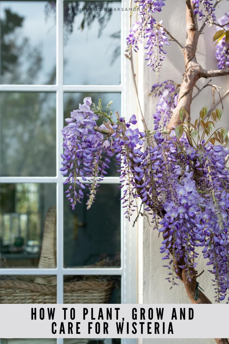 How to Plant, Grow and Care for Wisteria One Hundred Dollars a Month