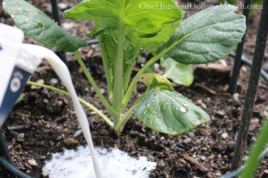 Improving Garden Soil with Milk and Molasses