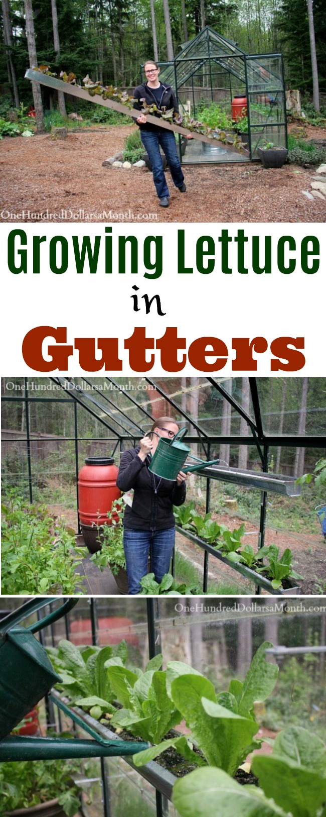 Pallet Gardening – Lettuce and Strawberries
