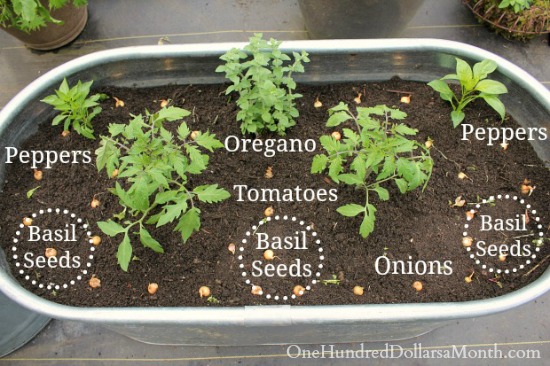 How to Plant a Pizza Garden