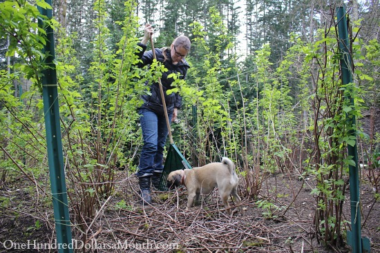 Mavis Garden Blog – Spring Vegetables in My Garden