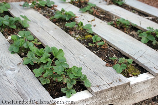 Pallet Gardening – Growing Lettuce and Strawberries Together in Pallets