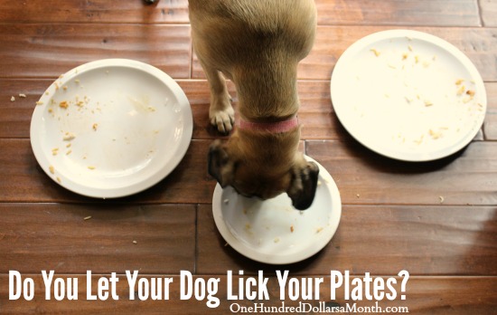Do You Let Your Dog Lick Your Plates?
