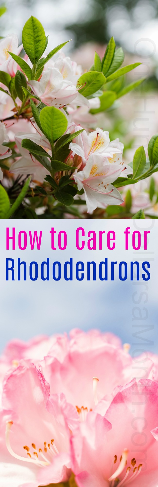 How to Care for Rhododendrons