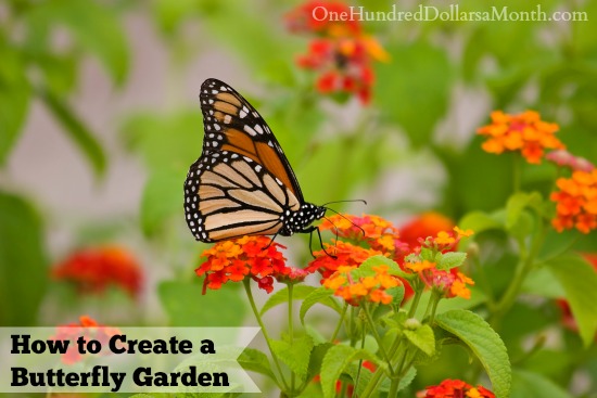 How to Create a Butterfly Garden