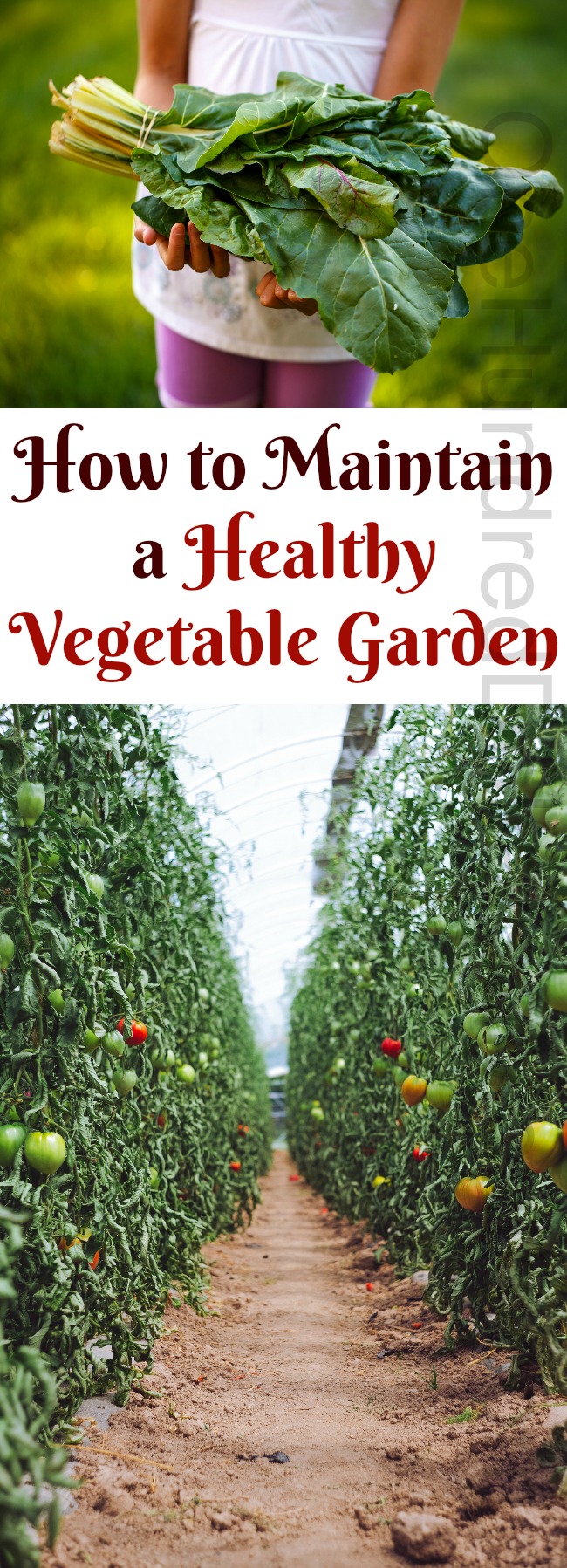 How to Maintain a Healthy Vegetable Garden