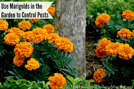 Using Marigolds in the Garden to Control Pests
