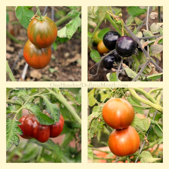 What’s Old is New Again – Designer Tomatoes