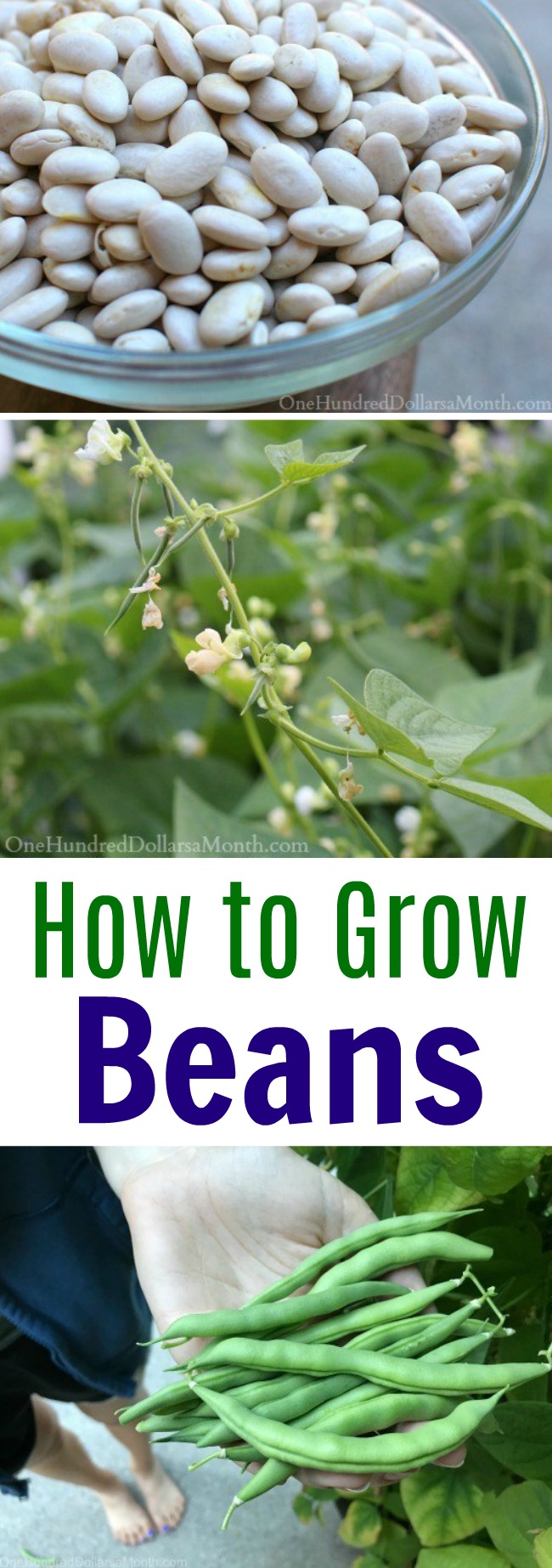 How to Grow Beans {Start to Finish}